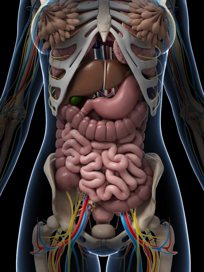 人体内脏器官图示图片
