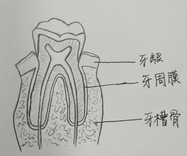 那些口口声声说戴牙套牙齿会变松的人,一定是嫉妒你的美貌!