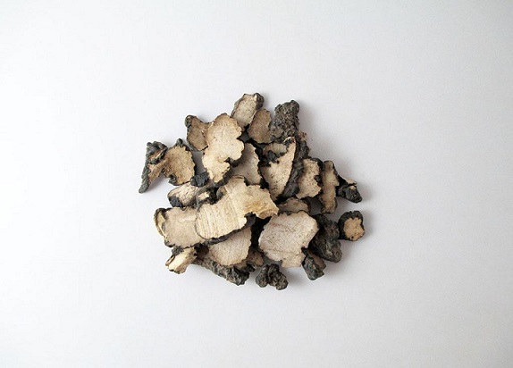 中药科普之猪苓