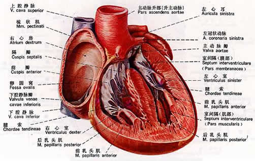 心肌缺血冠心病是同一种病吗