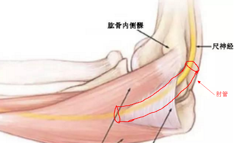 通过体格检查,肌电图,屈肘试验(患肢自然下垂,前臂屈肘120度持续3分钟