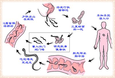 蛲虫又称蠕形住肠线虫,外形恰似一条白线,长度大约2厘米(约半寸),寄居
