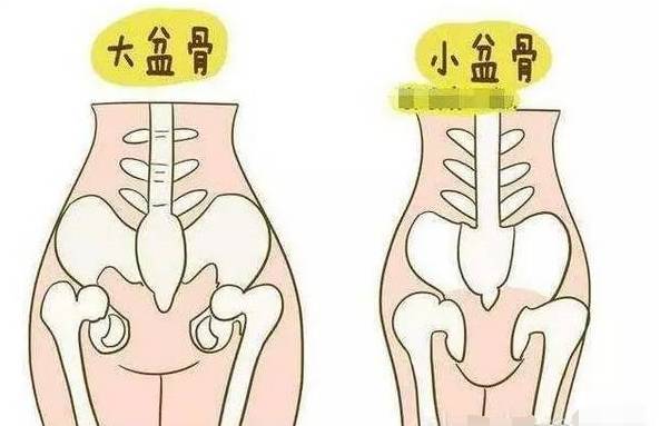 骨盆的重要标志图片