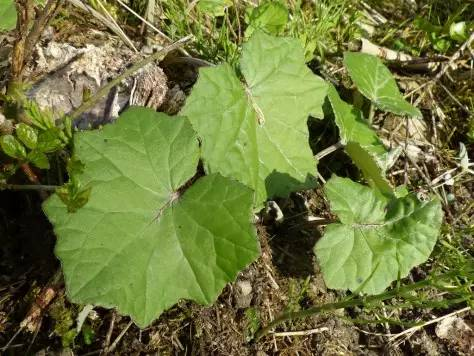 每天一味中草药:款冬花,pa植物,最早雾化剂,全球用