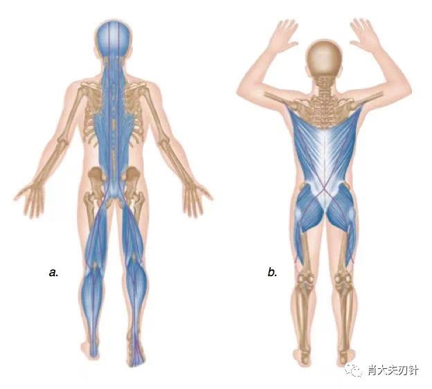 肖丹刃针手法治疗肌筋膜炎疼痛肌肉僵硬症