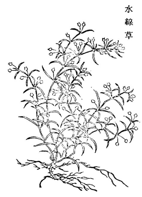 每天一味中草药:白花蛇舌草,好端端的草药被朋友圈吹成抗癌神药