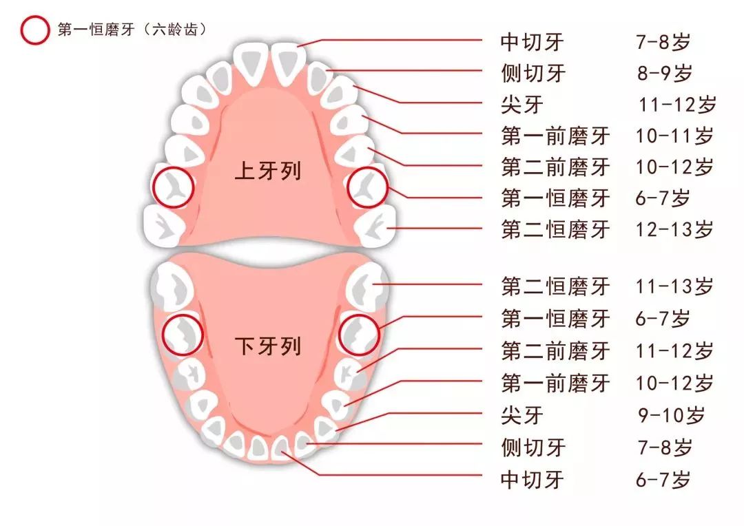 六龄齿是什么图片