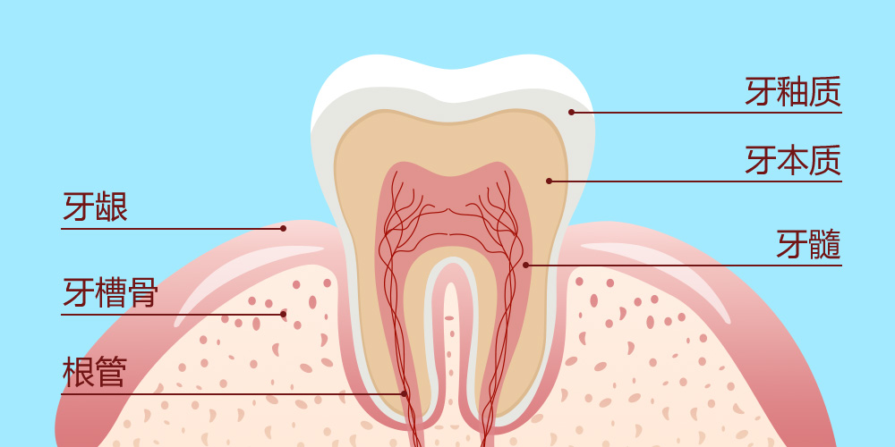 牙本质小管排列结构图图片
