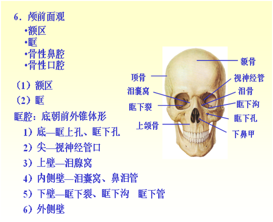 认识人体骨骼篇