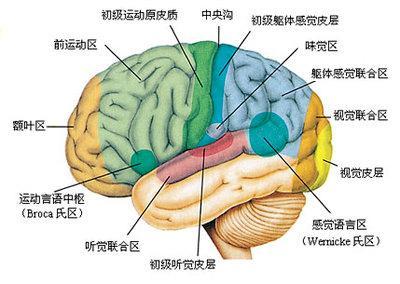 大脑病变位置不同,临床症状也就不同