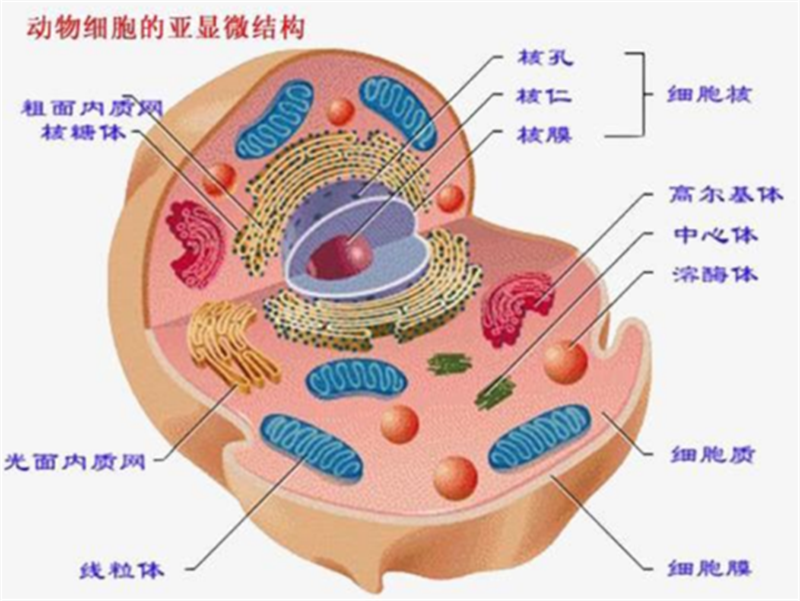 人体细胞及膜的构造如下图所示:恶性脂肪总之,人体出现糖基化是非常