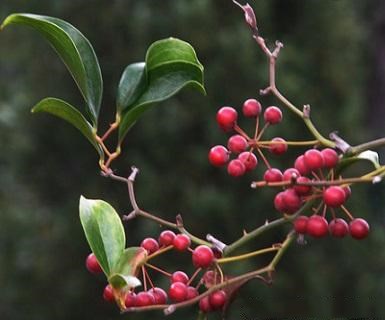 土茯苓,古人用它治疗梅毒性病,现代也常用于治疗胃肠肿瘤-胡凤山主任