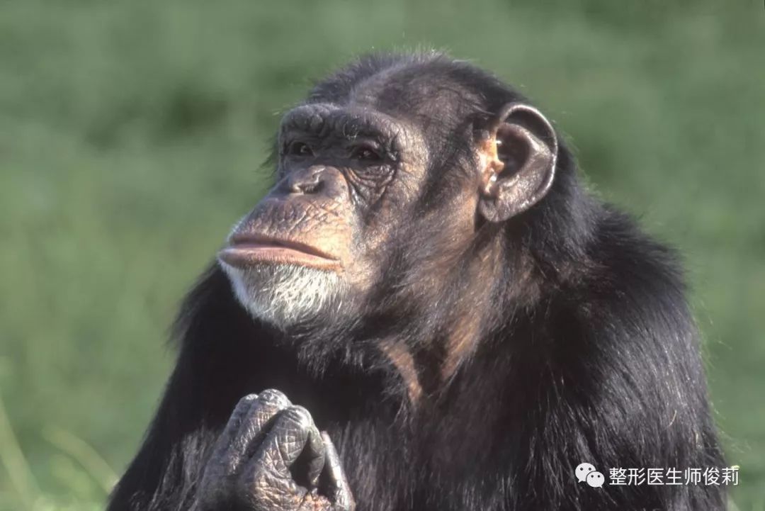 有趣的動物鼻子三大猩猩為何沒有人類的高鼻樑