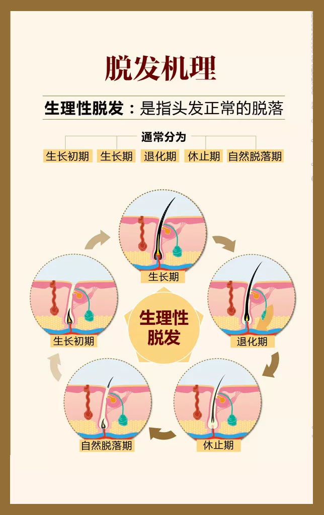 科普:毛囊從脫髮→萎縮→閉合要多長時間?