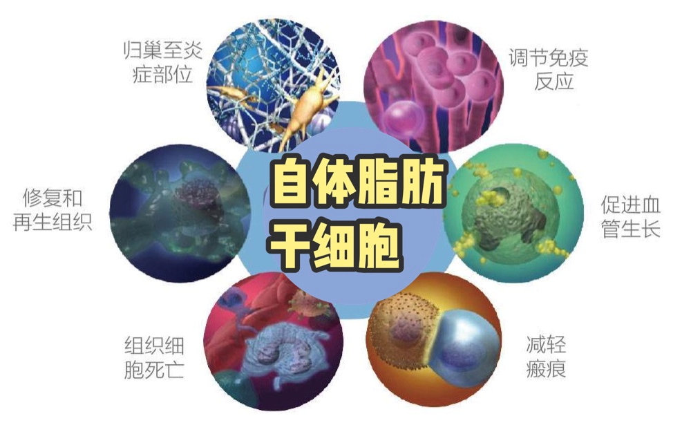 脂肪干细胞的作用