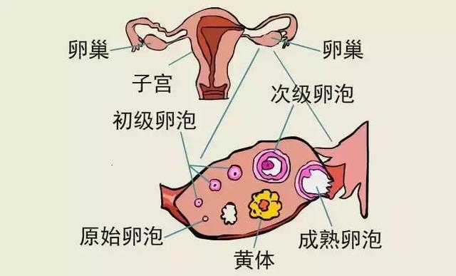 关于黄体酮，你不知道的那些事儿