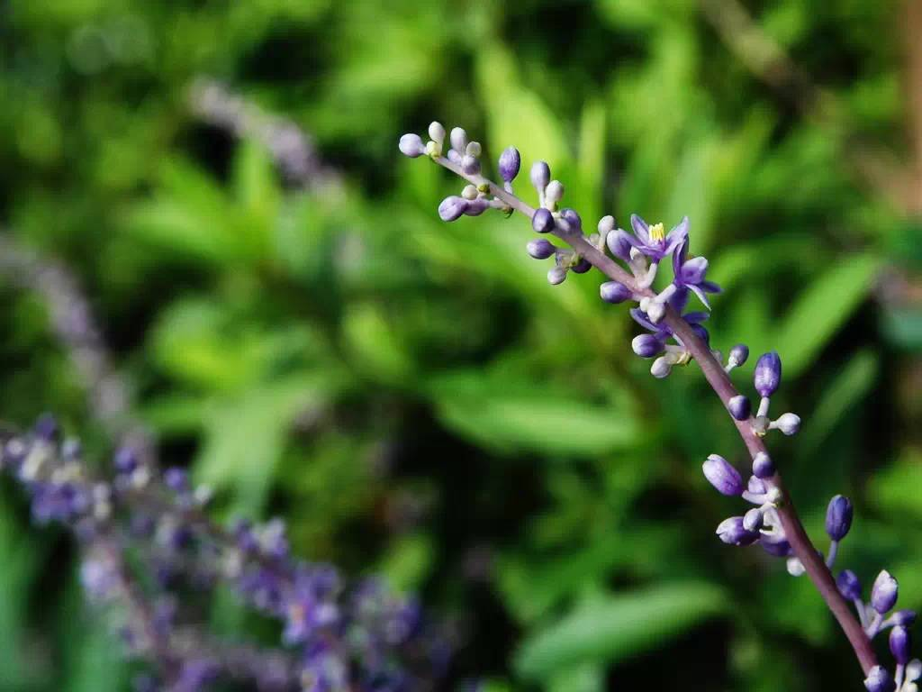每天一味中草药:麦冬,养胃阴,开胃进食;还能润肺清嗓子