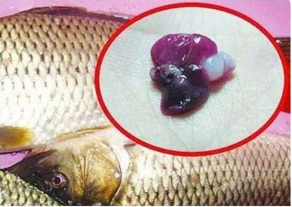 吃鱼胆过多容易造成肝肾功能的损伤,发生肾功能衰竭
