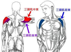 診斷為:三角肌滑囊炎?肩臂痛綜合徵?給予局部針灸加tdp照射治療.