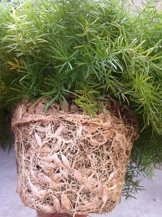 每天一味中草药:天冬,润五脏,养肌肤,悦颜色