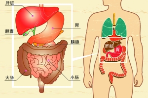 胰腺与胃的位置关系图图片