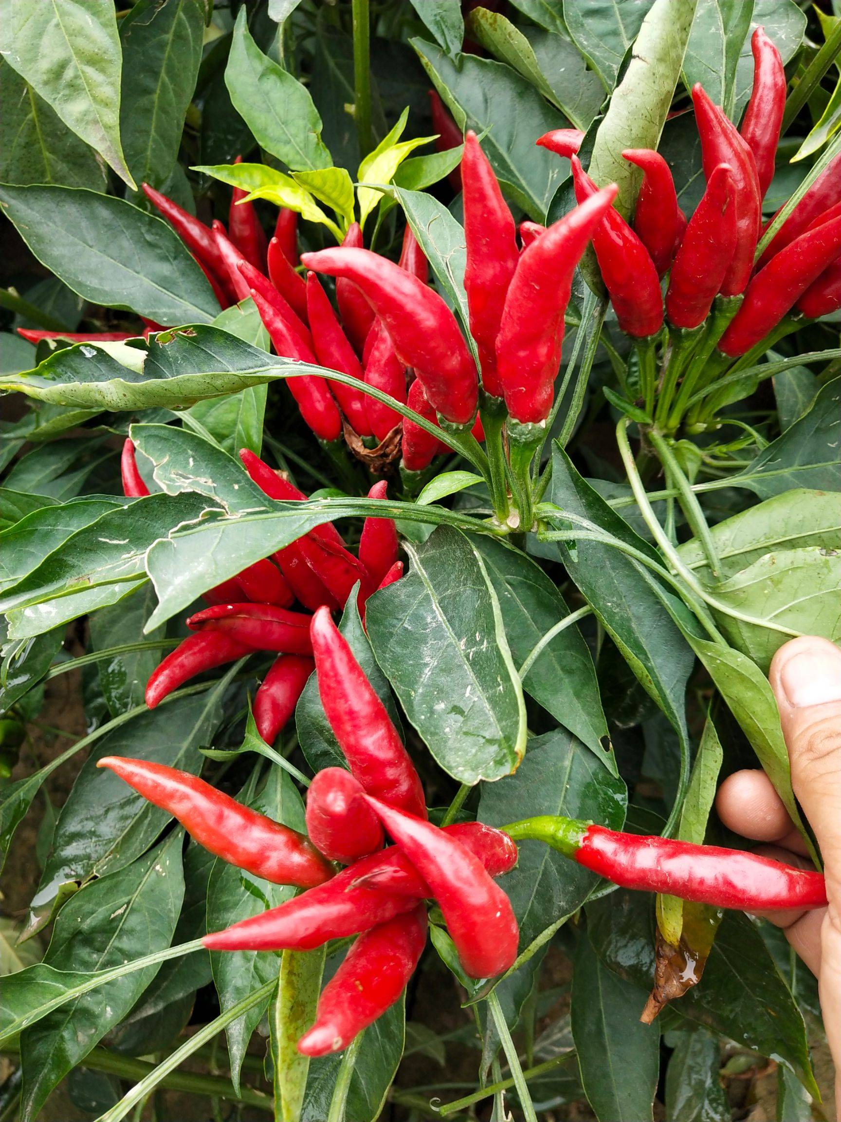 很多人喜欢吃辣椒,因为开胃,所以吃得也多,无形中吸收得多了,体重一直