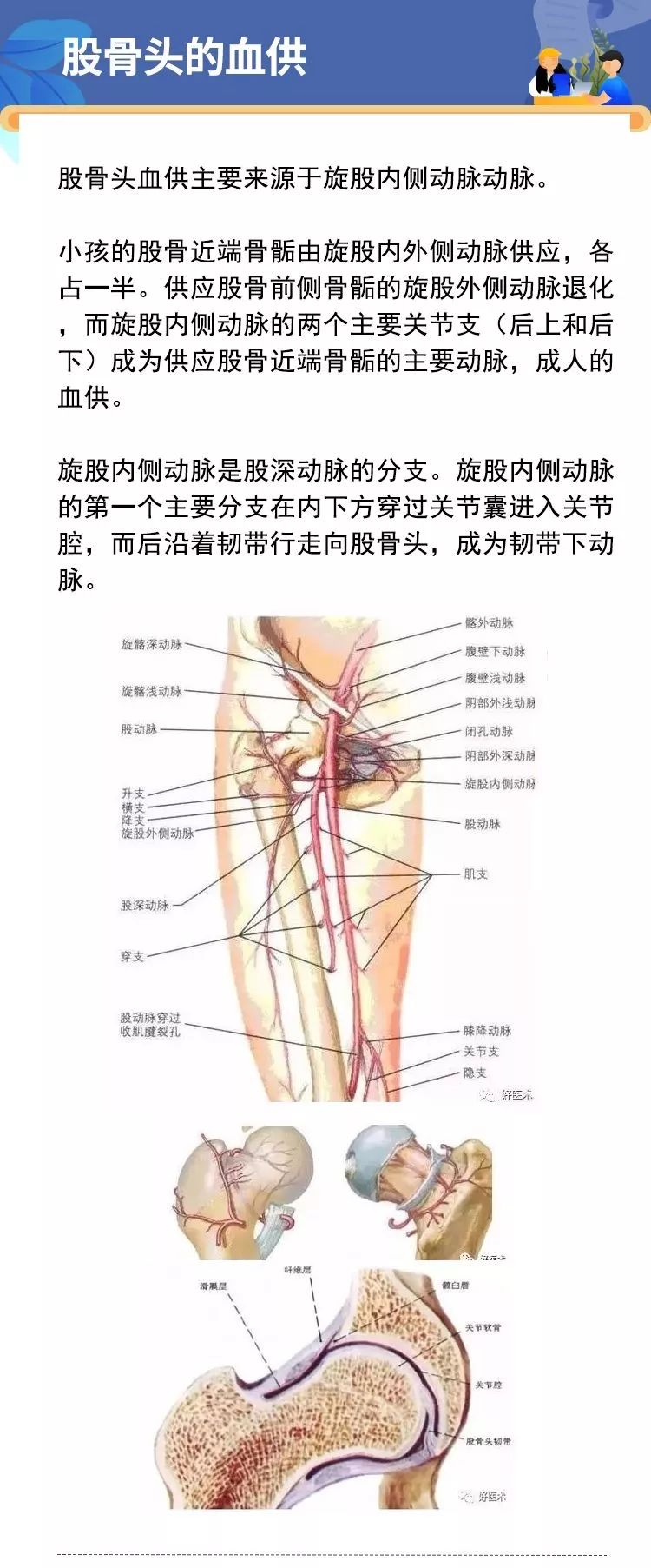 2,股骨头的血供1,髋关节的解剖结构