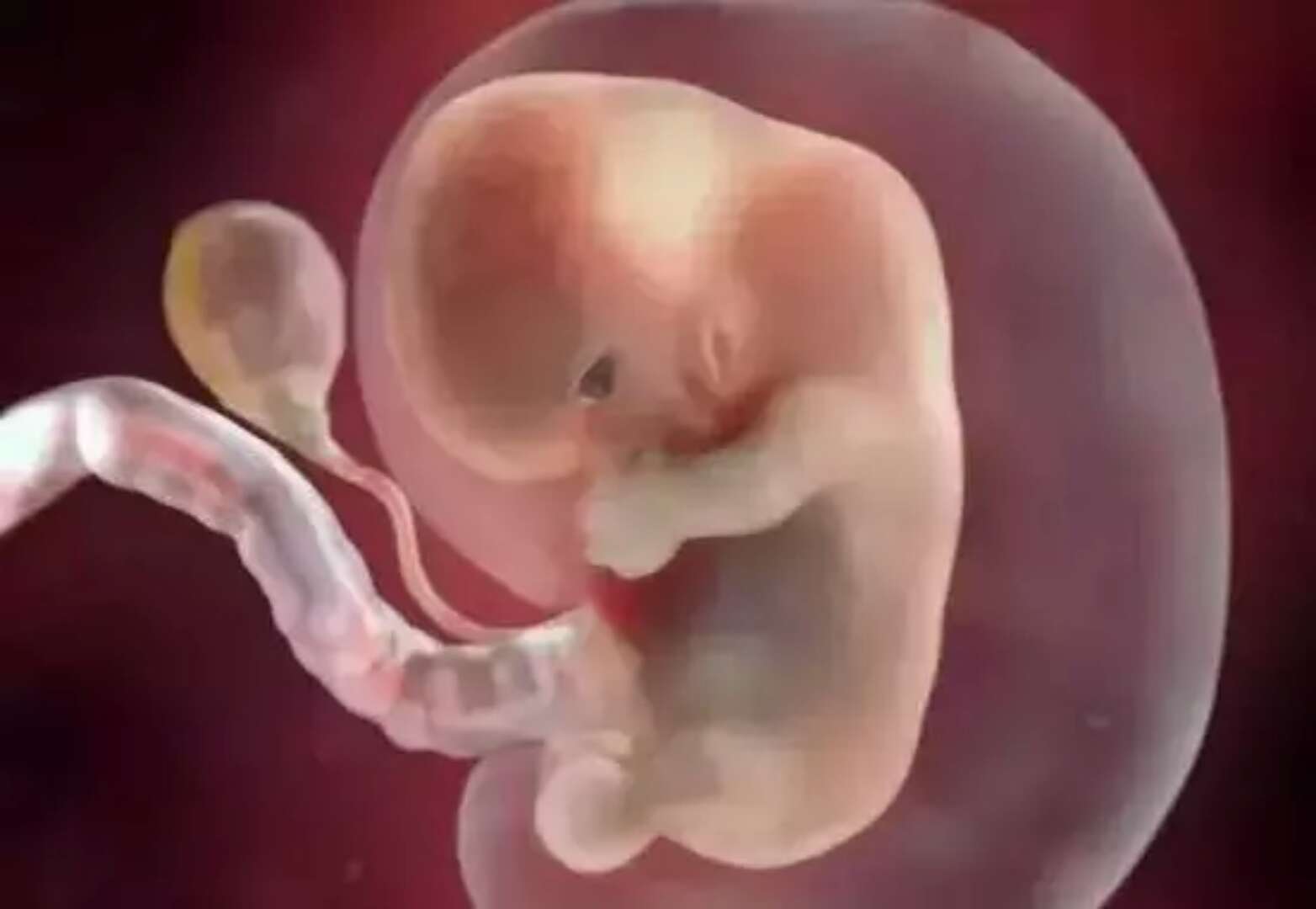 胎儿发育全过程,准妈妈们想看吗?
