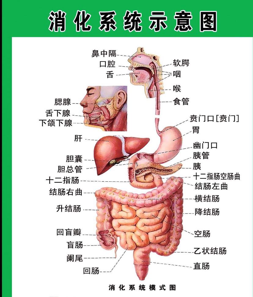 胆囊炎会引起内瘘