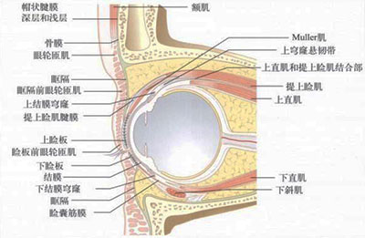上眼皮组织结构图图片
