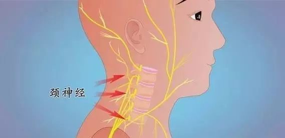 枕动脉痛图片