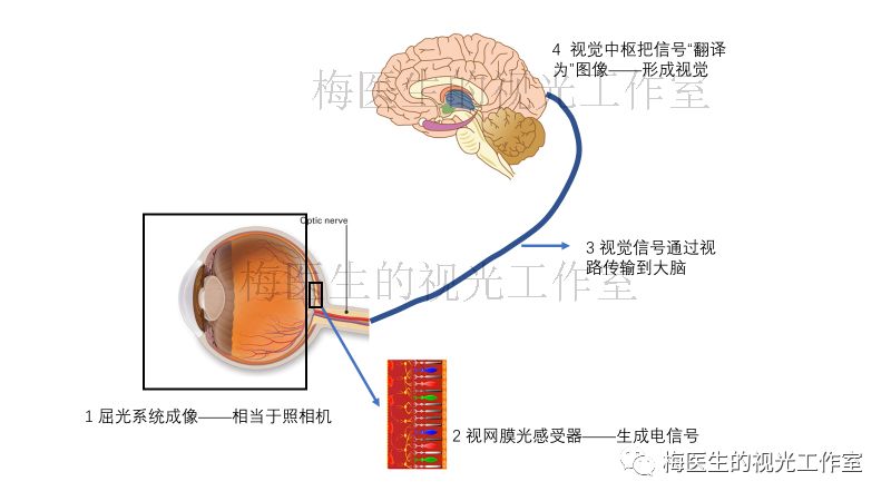 传输到大脑;4,大脑的视觉中枢解读视觉信号……这4个过程缺一不可