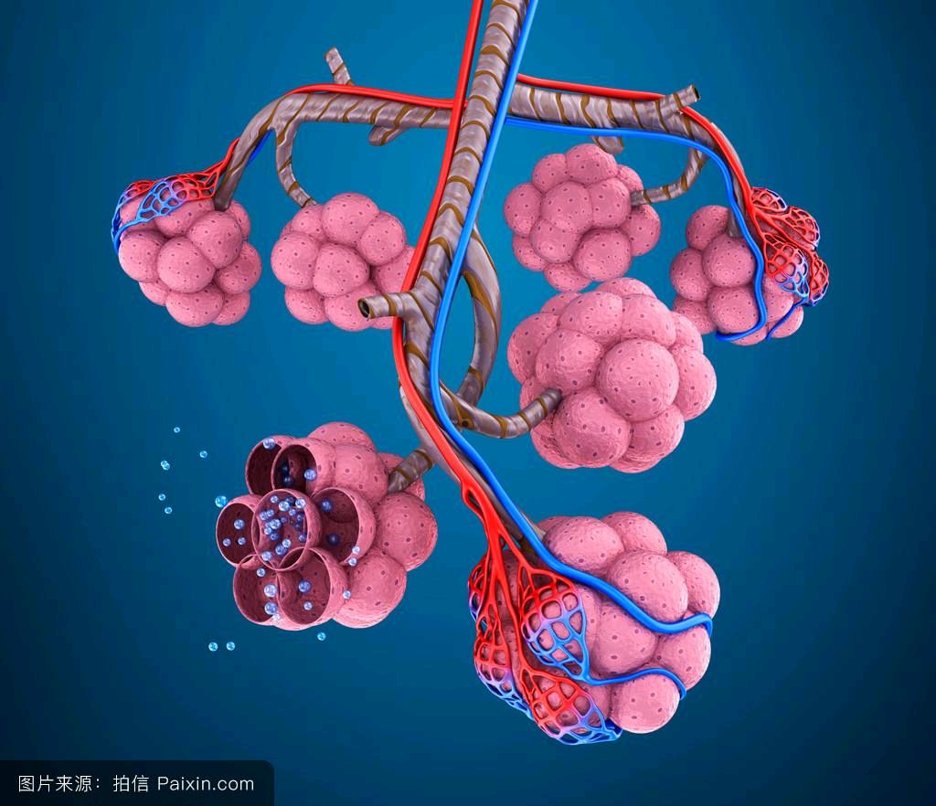延伸74简述从支气管树的结构讲述中药在肺炎中的应用