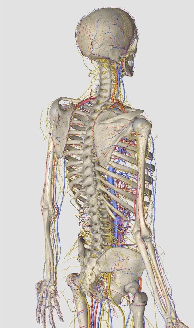 颈第七椎的准确位置图图片