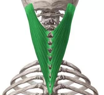 为什么多数头痛都缘于颈椎?