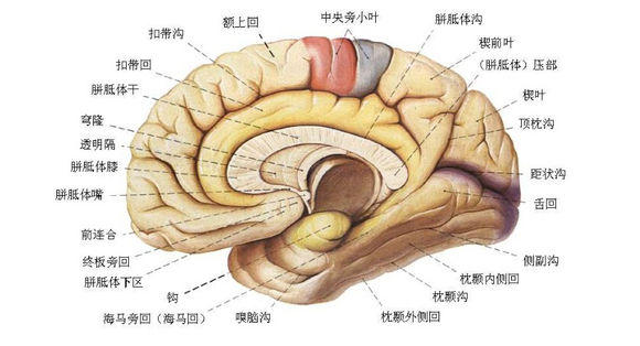 小脑齿状核解剖位置图片