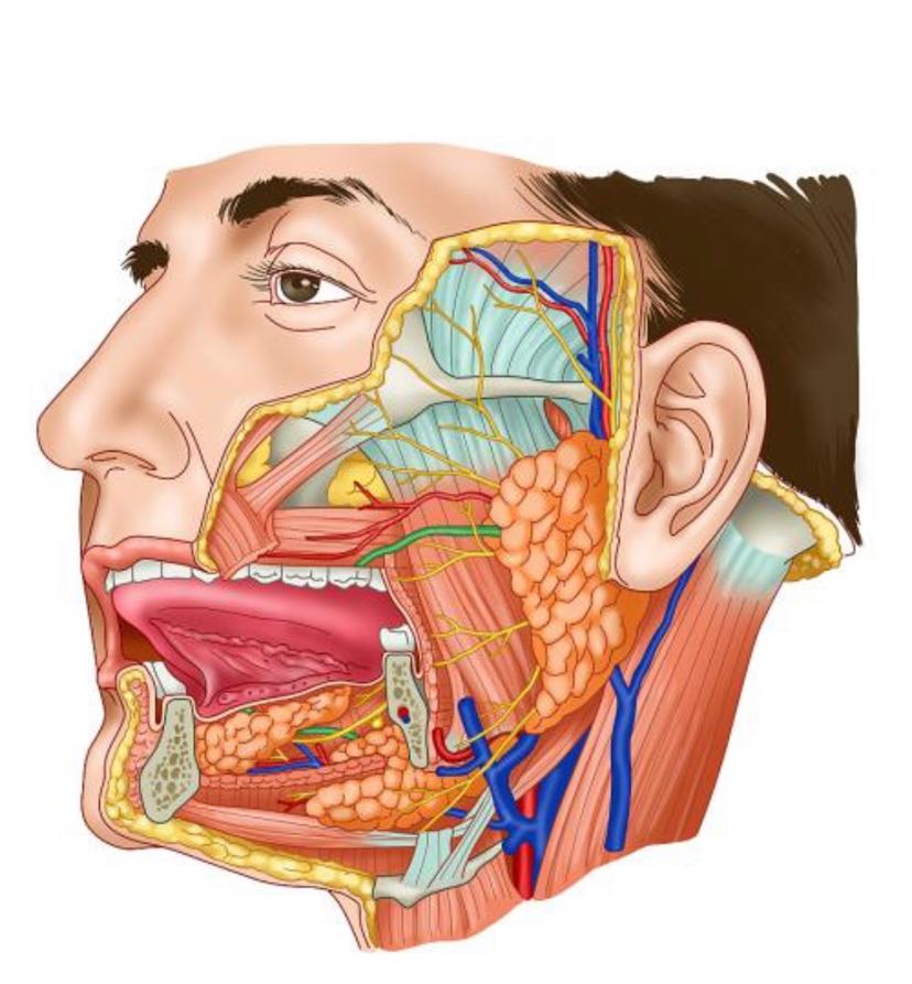 下面這張圖片,看到面部肌肉,血管和神經的分佈了嗎?