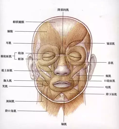 眉毛提肌图片