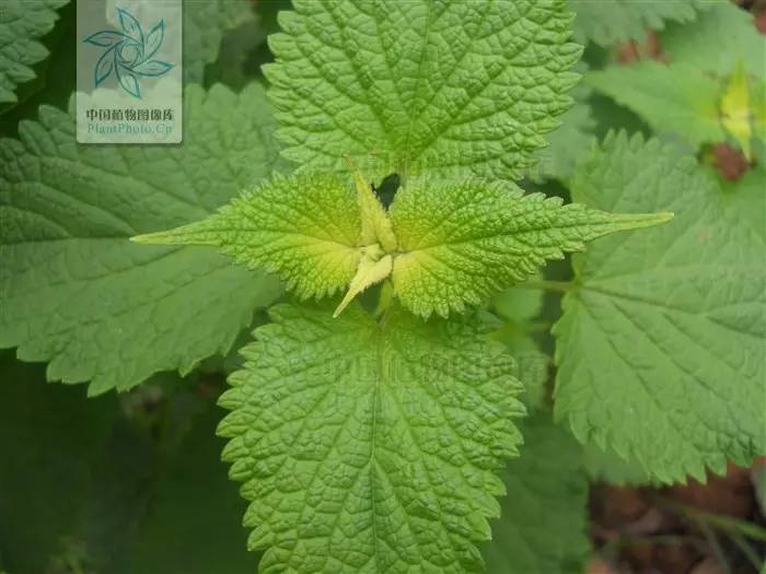 每天一味中草药藿香您的家中备有藿香正气水吗