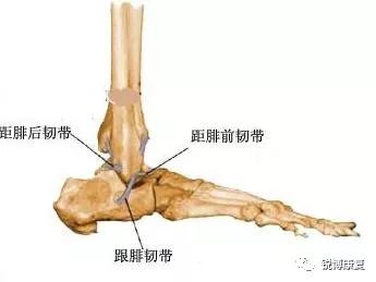 而 习惯性的内翻崴脚会造成距腓前韧带撕裂,这条韧带有哪些作用呢?