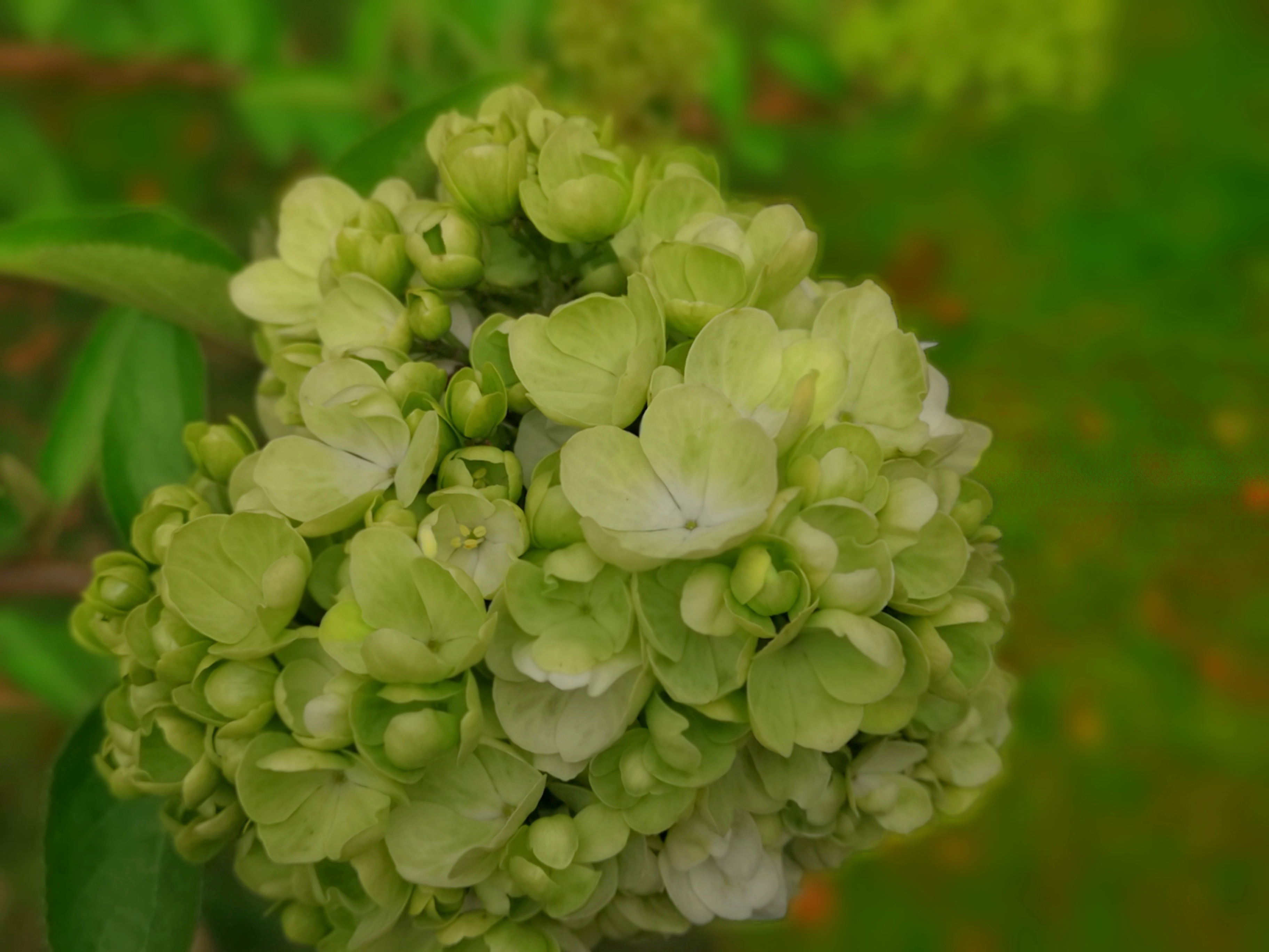 阴囊湿疹和绣球风