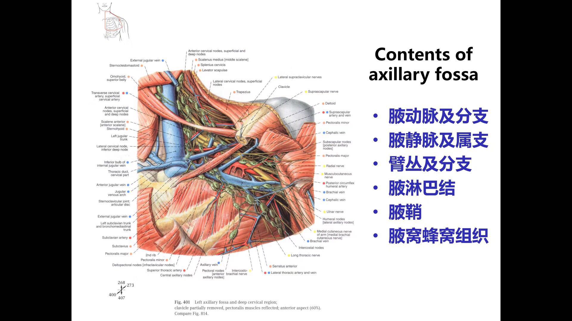 男生也有！不只給女生的副乳成因、預防與治療全攻略 | MedPartner