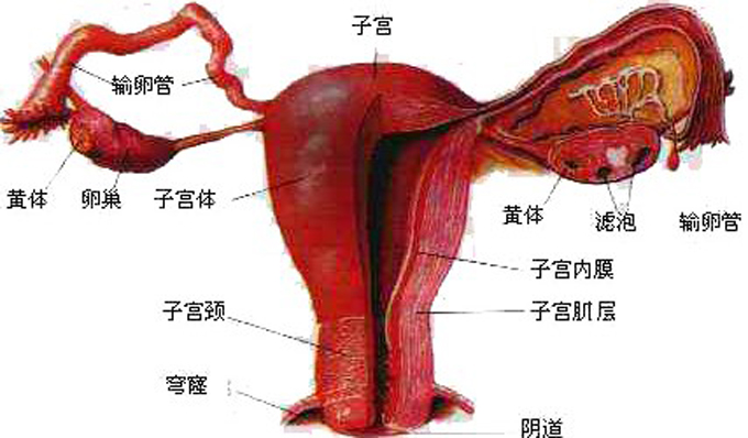 精子射内衣上_在白纸上精子的颜色(3)