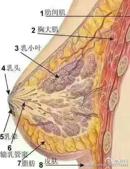 乳腺管扩张图片