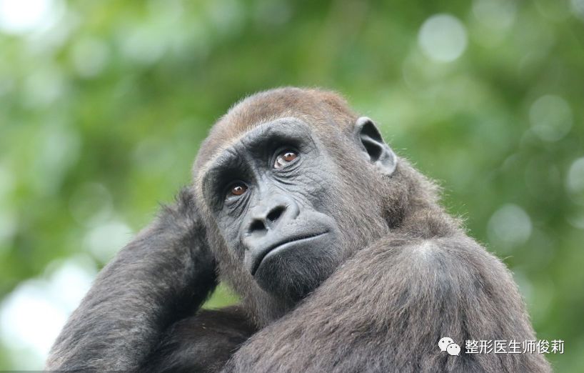有趣的动物鼻子三大猩猩为何没有人类的高鼻梁
