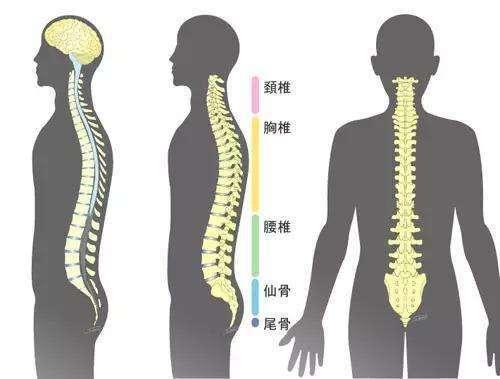 腰椎間盤突出後可繼發腰椎生理曲度變直,後凸,側彎,椎間隙變窄,椎體