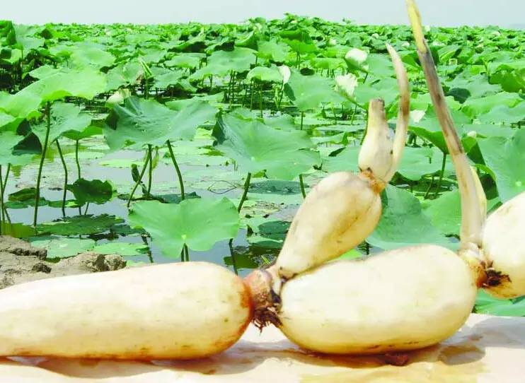 再次强调,藕是荷花的茎,因为长在水下泥里,而称为根茎,其实不是根