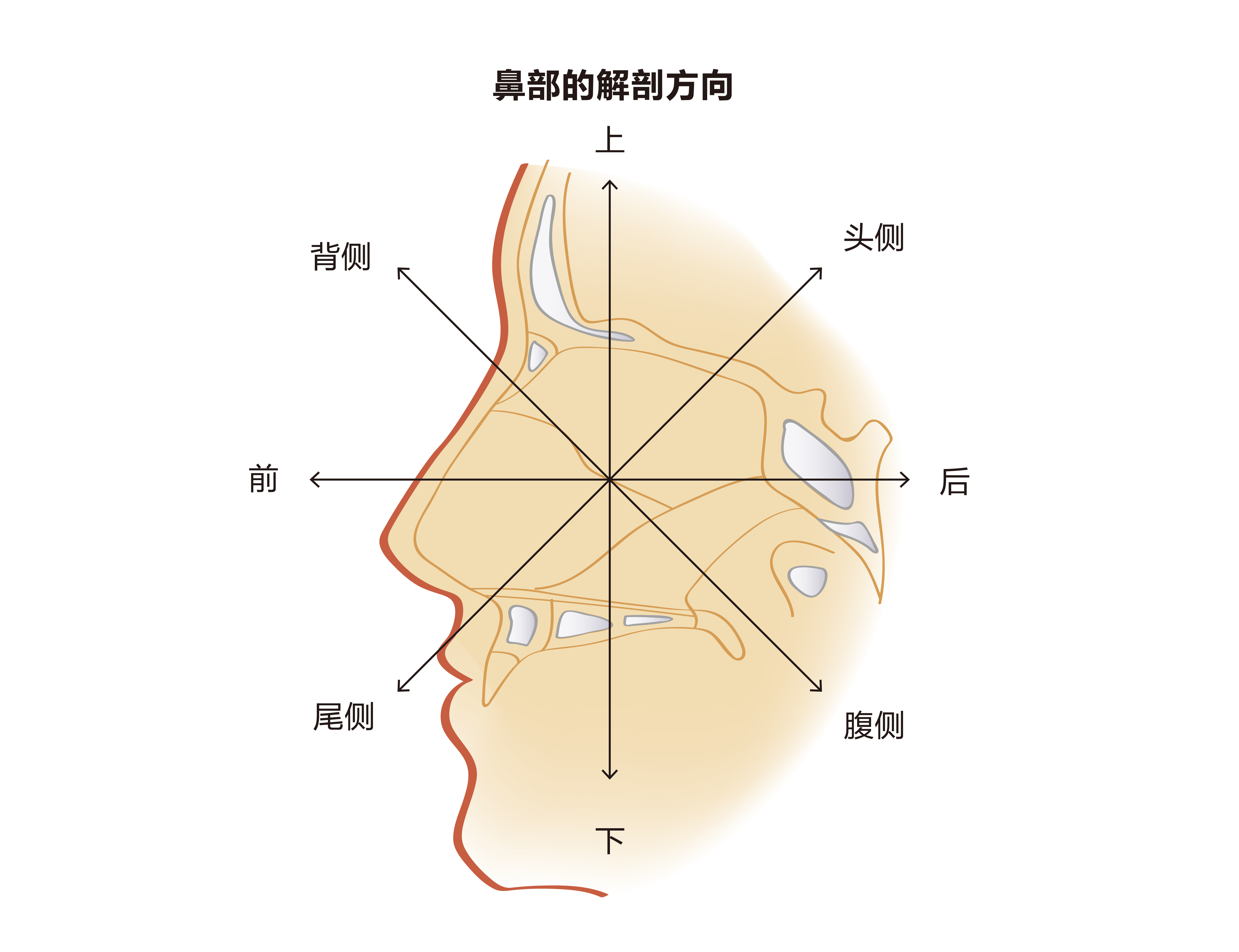 鼻部解剖图