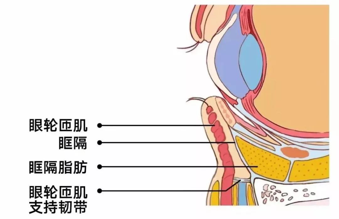 眼部侧面解剖示意图