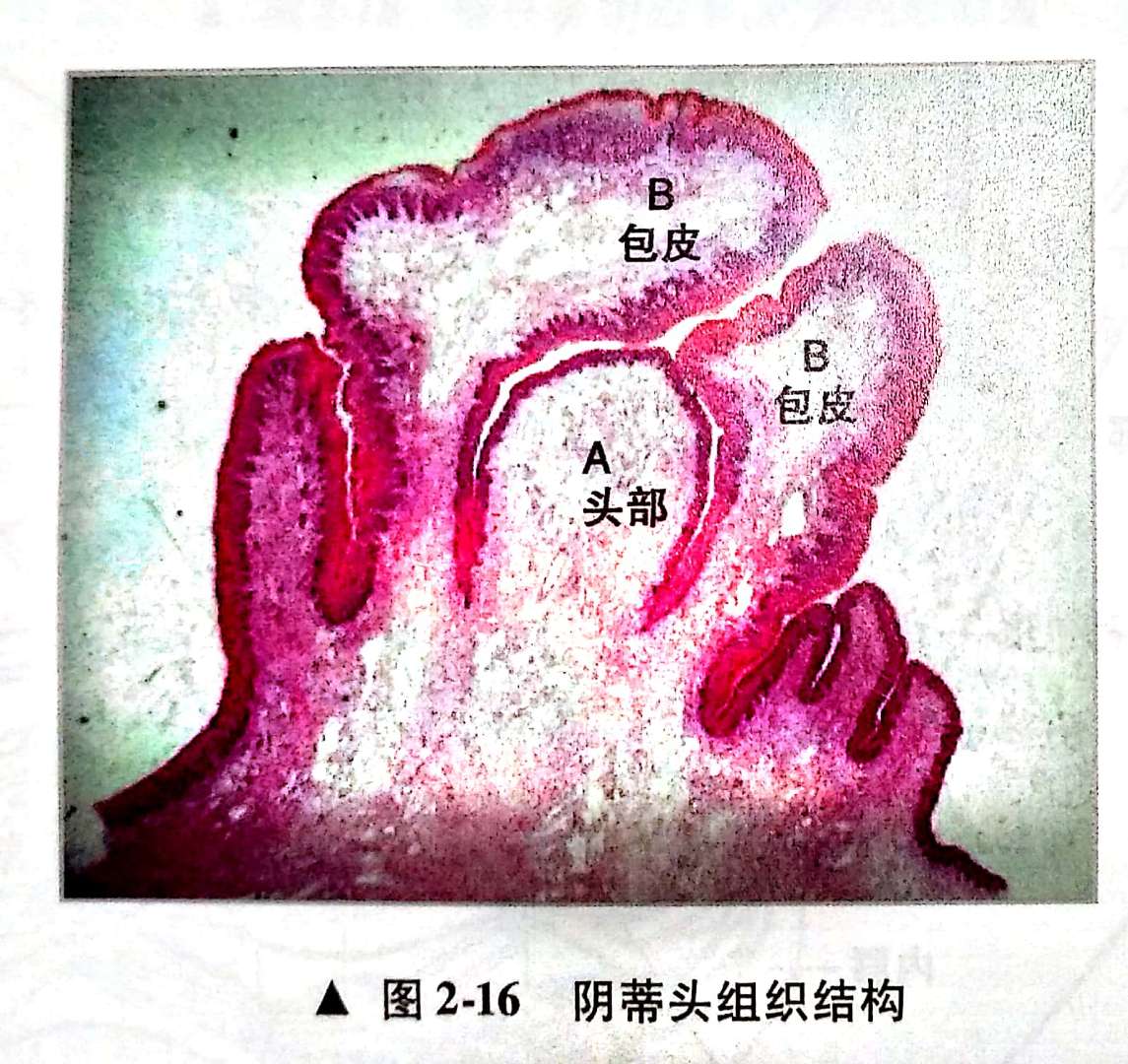 阴蒂，医疗海报女性解剖学阴道的结构 库存例证. 插画 包括有 阴蒂, 模式, 人力, 空缺数目, 爱好健美者 - 128215310